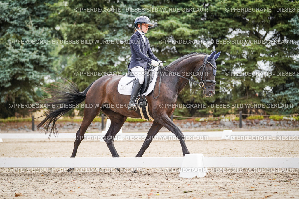 DSC01834 | Pferdegrafie