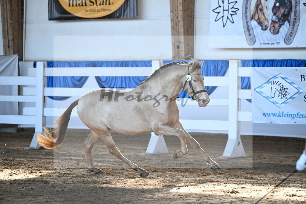 Kat-Nr. 2 Bonito Salazar v. Trianero PT_Abfalter GmbH _ Co. KG_9260049 | hf-fotografie - Realisiert mit Pictrs.com