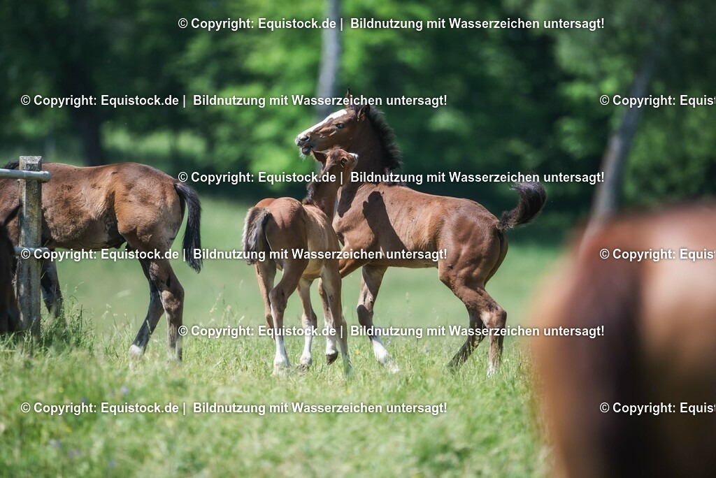 20210617_Fohlen_0404 | Foto: Thomas Hartig
