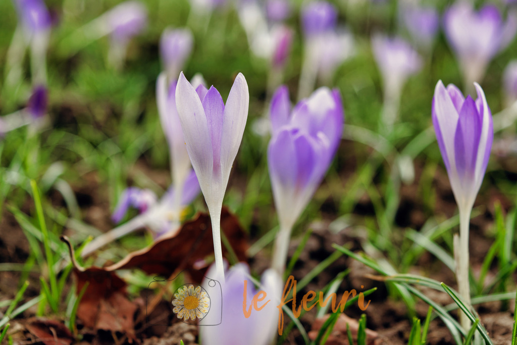DSC_0224-NEF_DxO_PRIME (1) | Dies ist der Shop von Florian Blum - le fleuri. Langenthal, Bern, SchweizSie können hier meine oder ihre eigenen Fotos als Fotoprodukte kaufen. Tassen, Schlüsselanhänger, Taschen etc. können Sie hier gestalten.  - Realisiert mit Pictrs.com
