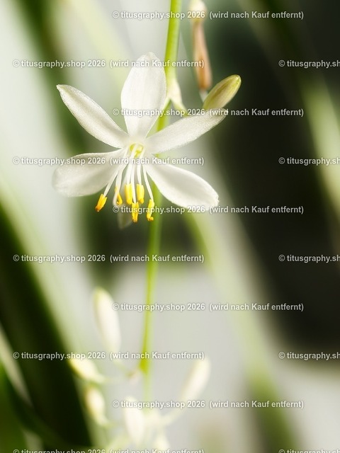 titusgraphy_PA151278-vz-ln_pe_pe-03 | titusgraphy-shop: Geschenkideen mit Qualitätsfotos. titusgraphy-shop: gift ideas with quality photos. titusgraphy-shop: idées cadeaux avec photos de qualité.  - Realisiert mit Pictrs.com