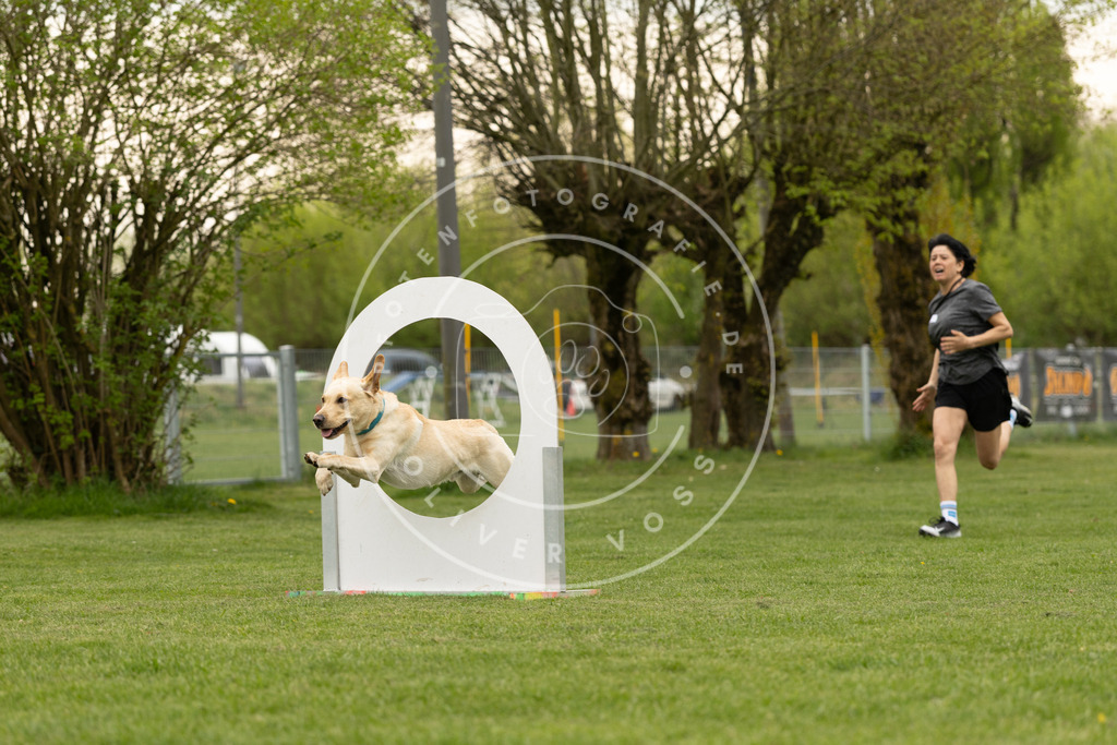 Pfotenfotografie_DV3A9339 | Hundefotografie, Tierfotograf, Pfotenfotografie, Fotoshooting Hund, Hunde Portrait, Hundesport, Hundeportraits, Heideshooting, Hunde, Sportfotograf, Hundefotograf, Turnierhundsport, THS,  - Realisiert mit Pictrs.com