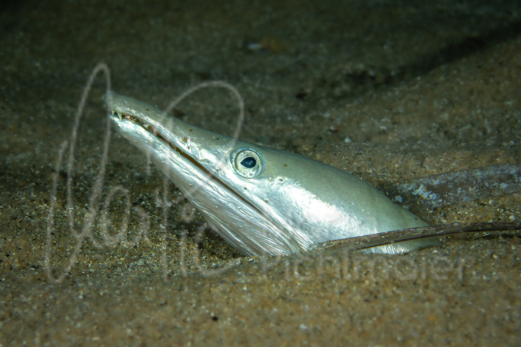 Ophisurus serpens | Schlangenaal Cast: Culebra de mar; Eng: Long-jawed snake eel; Fr: Serpenton à long nez - Realisiert mit Pictrs.com