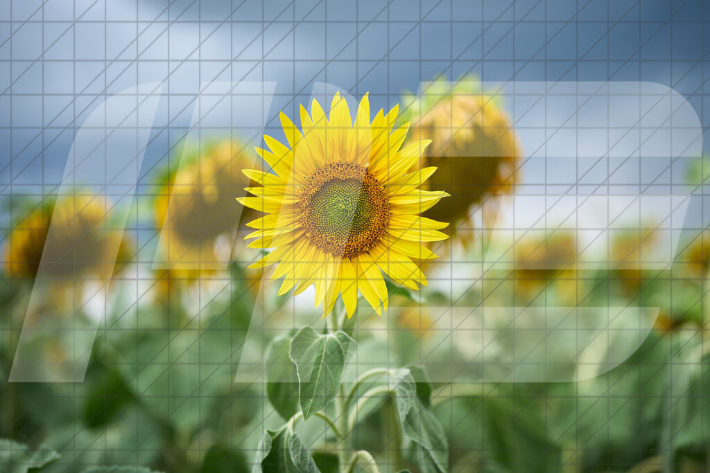 Marchauen | 16.07.2025: Marchauen in Grub an der March, Niederösterreich, ÖsterreichFoto: © 2025 Martin Bihounek / martinbihounek.comInsta: @martinbihounekcomFB: @martinbihounekphotography