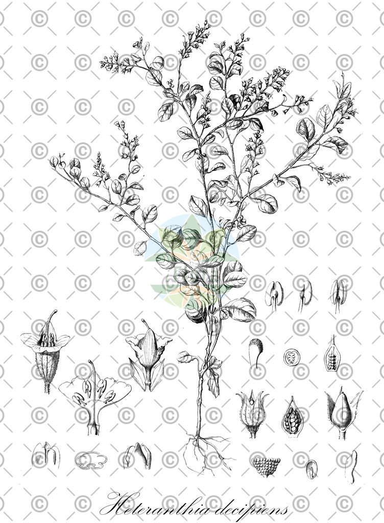 HistAbb_wfo-0001338005_1_ENZY_Simple | Historische Abbildung von Heteranthia decipiens - Solanaceae | Historical Illustration of Heteranthia decipiens - Solanaceae