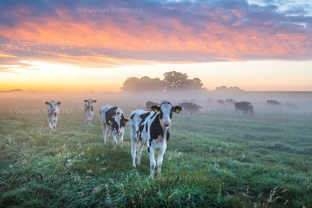 _1007449 | thowehey - Realisiert mit Pictrs.com