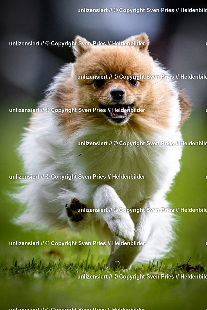 Sven Pries | 2025-10-03 - Hunderennen Obergrombach - Realisiert mit Pictrs.com