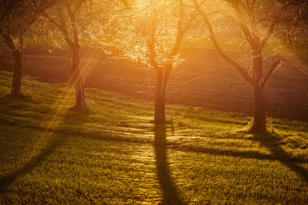 Spinnweben im Baum | Pillichsdorf, Austria - October 19, 2014: Altweibersommer; Spinnweben im Gegenlicht auf dem Nußbaum. - Realisiert mit Pictrs.com