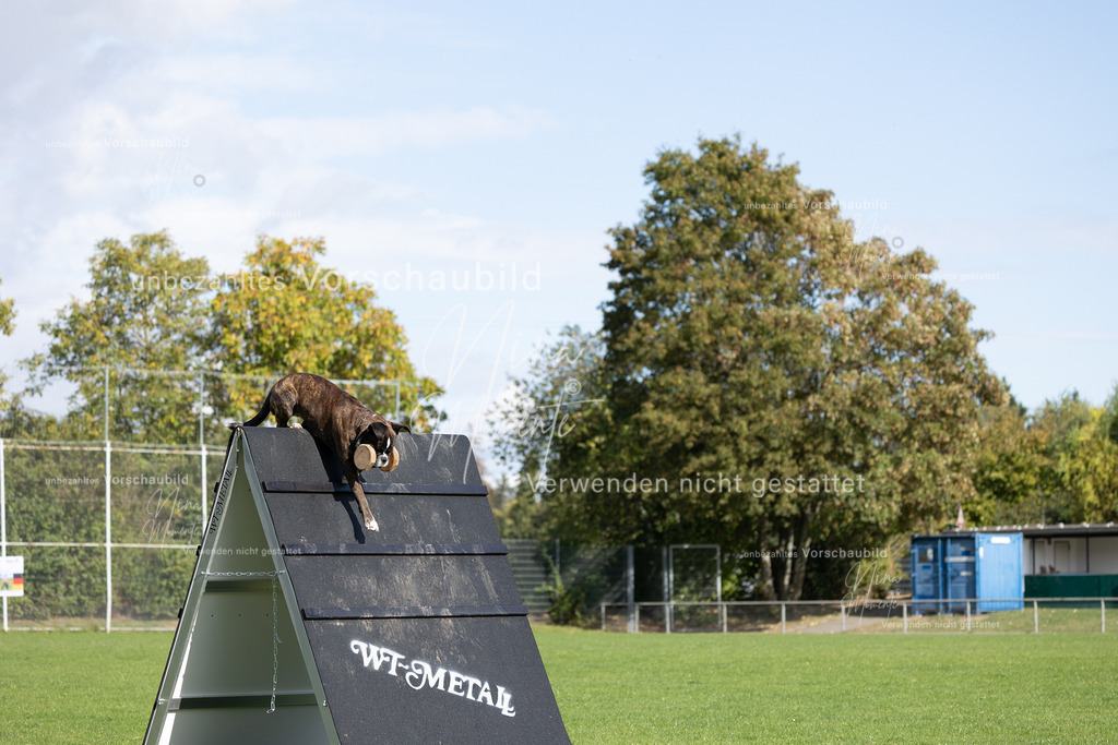 _16A6999 | Einzigartige Fotos von Hunden & Menschen –Actionfotos, Portraits, Vereinsaufnahmen & Paarshootings – authentisch, lebendig & mit Herz.