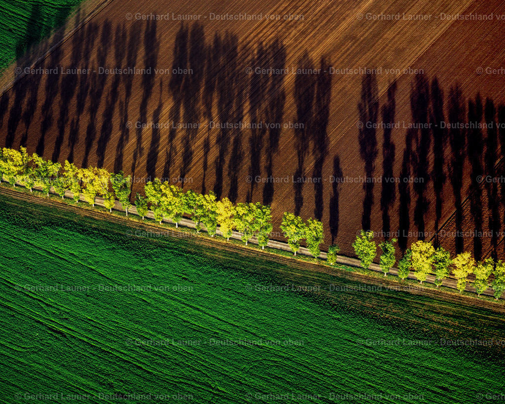 9300090 | Herbstbäume mit Schatten bei Schweinfurt
