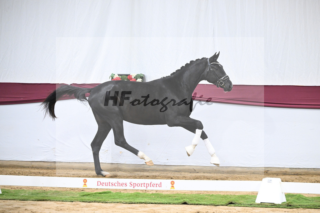 Kat-Nr. 61 Florent Blue Hors x St. Moritz Junior_ZG Kube u Holder_47252282 | hf-fotografie - Realisiert mit Pictrs.com