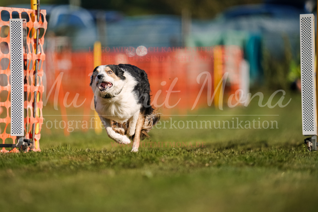 20250928_Hunderennen-86 | MuT (Mensch und Tier) mit Mona - Fotografie und Tierkommunikation - Realisiert mit Pictrs.com