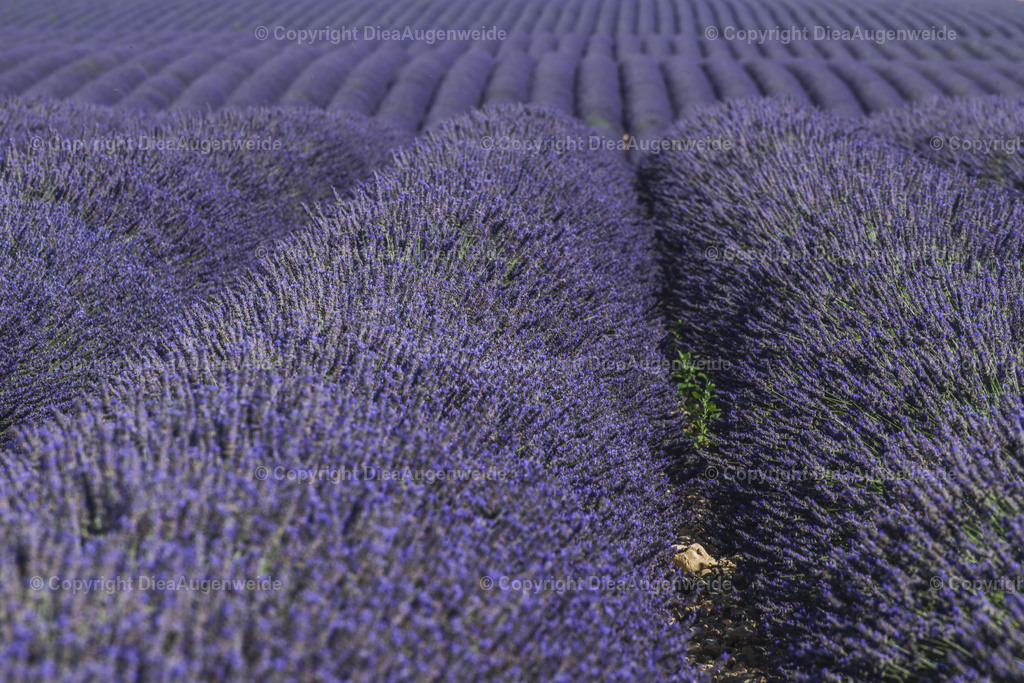 Lavendel 1 | DieAugenweide Galerie, Bilder von Fotograf Ralf-Udo Thiele. Auswählen und bestellen auf verschiedenen Materialien und Größen. - Realisiert mit Pictrs.com