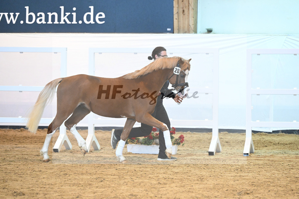 Kat-Nr. 28 Keulse Hoeves Dax_Drude_2230568 | hf-fotografie - Realisiert mit Pictrs.com