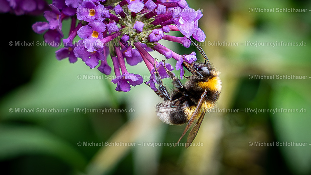 Hummel | Wildlife- und Landschaftsfotografie als Wandbild, Poster & mehr. Einzigartige Naturmomente aus Neuseeland, Norwegen & weltweit – fotografiert von Michael Schlothauer. - Realisiert mit Pictrs.com