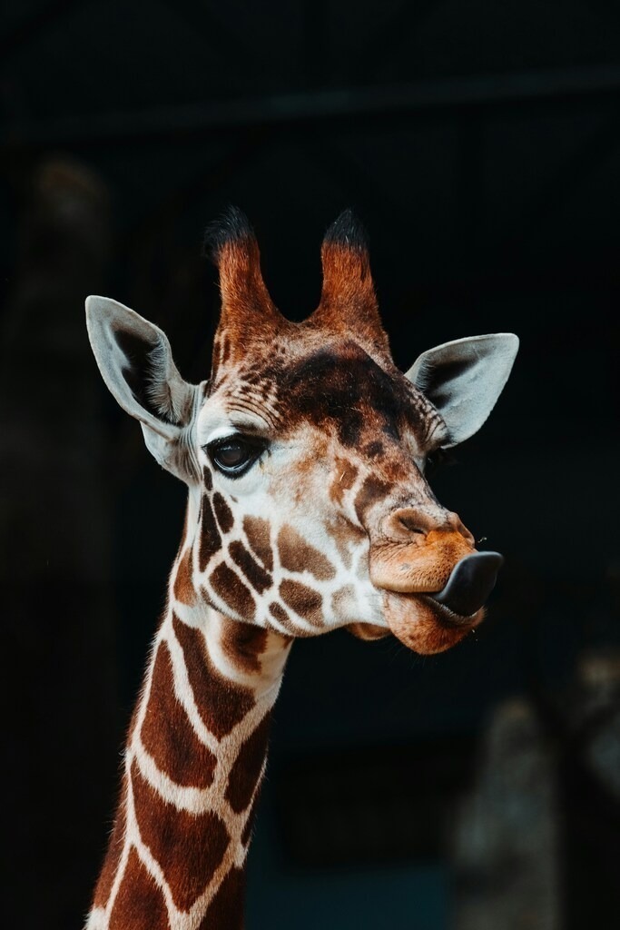 Giraffe dunkler Hintergrund Tierbilder Kopf Tierportrait | joathanwebinar - Realisiert mit Pictrs.com