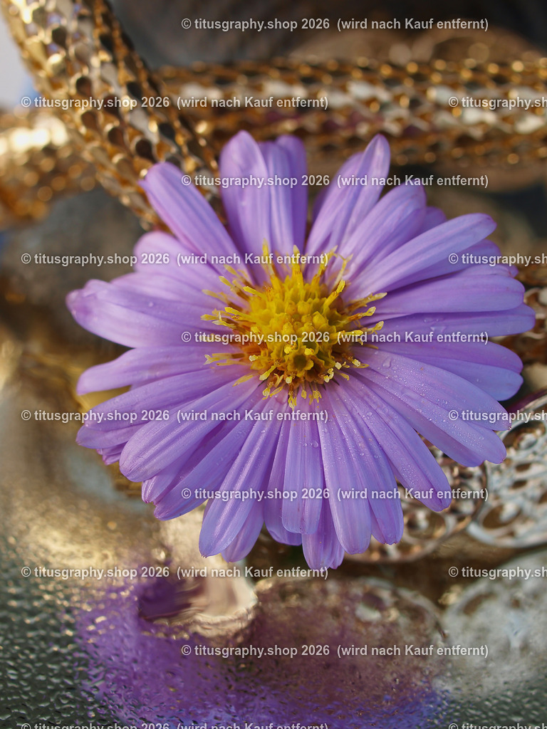 titusgraphy_P9281700-vz-ln | titusgraphy-shop: Geschenkideen mit Qualitätsfotos. titusgraphy-shop: gift ideas with quality photos. titusgraphy-shop: idées cadeaux avec photos de qualité.  - Realisiert mit Pictrs.com