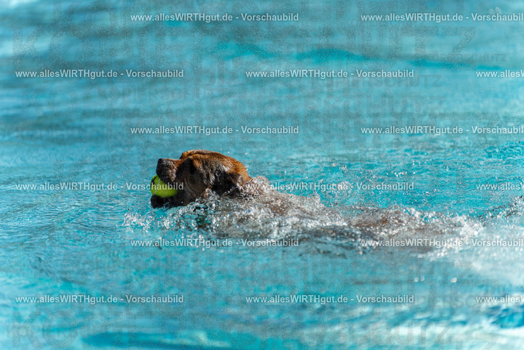 Hundeschwimmen_Volksbad_2026-allesWIRTHgut_Tierfotografie-2609061123-103349-7R509603 | Professionelle Tierfotografie in Mönchengladbach von Daniel Wirth (allesWIRTHgut). Liebevolle & natürliche Bilder von Hunden & Katzen für unvergessliche Erinnerungen.