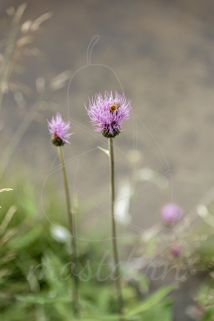 Kratzdistel | Bei Veröffentlichung des Bildes ist eine Namensnennung wie folgt erforderlich: 
Foto: Mostdirn Irmgard Wieser
 - Realisiert mit Pictrs.com