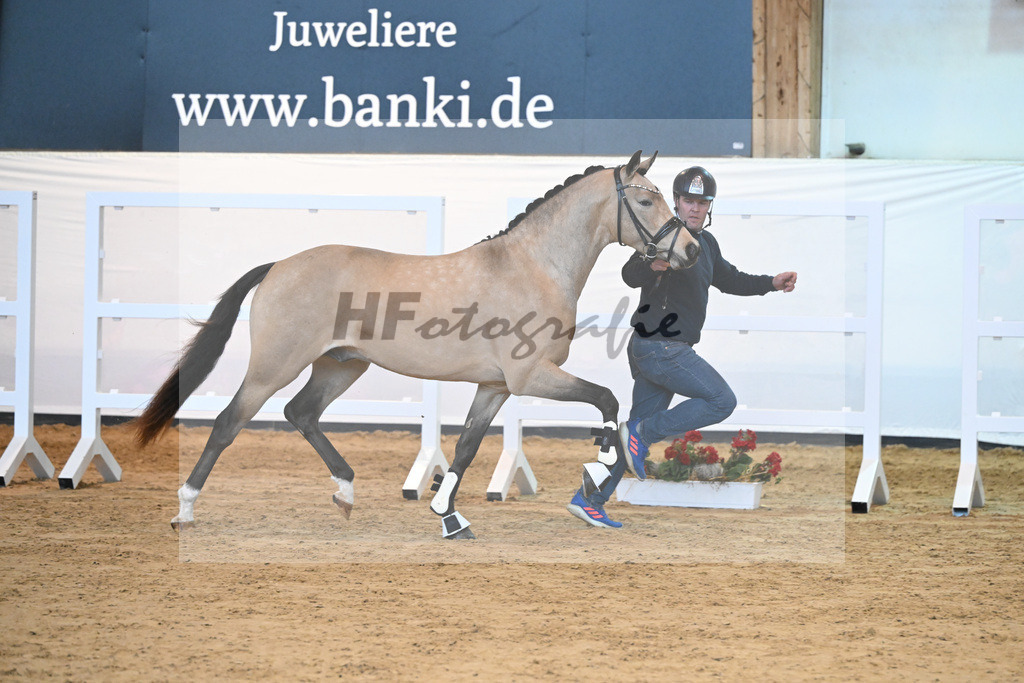 Kat-Nr. 25 Anmaris Nottingham_Wolff_2230492 | hf-fotografie - Realisiert mit Pictrs.com