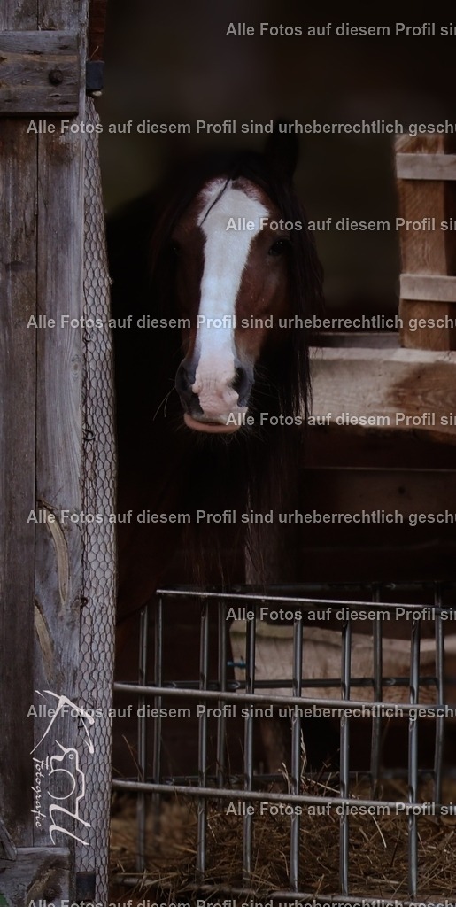 Photo_1726991631341 | krollfotografie - Realisiert mit Pictrs.com