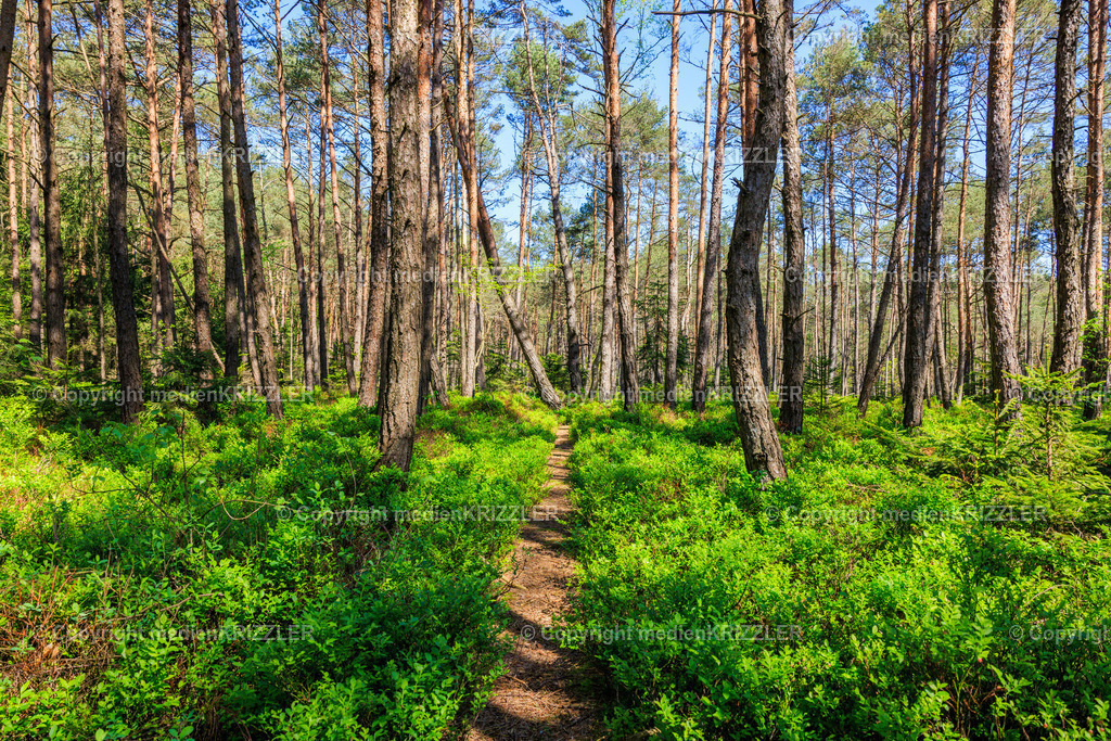 _J3A7769 | medienkrizzler - Realisiert mit Pictrs.com