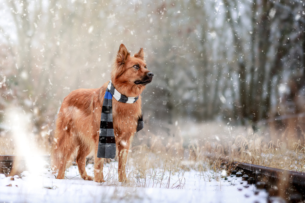Hundefotografie in der Natur Outdoor | Hundefotografie in Bremen Nord Blumenthal im Schnee Winter von Nickbest Hundefotografie