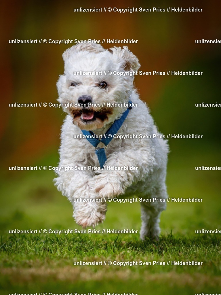 Sven Pries | 2024-09-22 - Hunderennen Baden-BadenPudelverein - Realisiert mit Pictrs.com