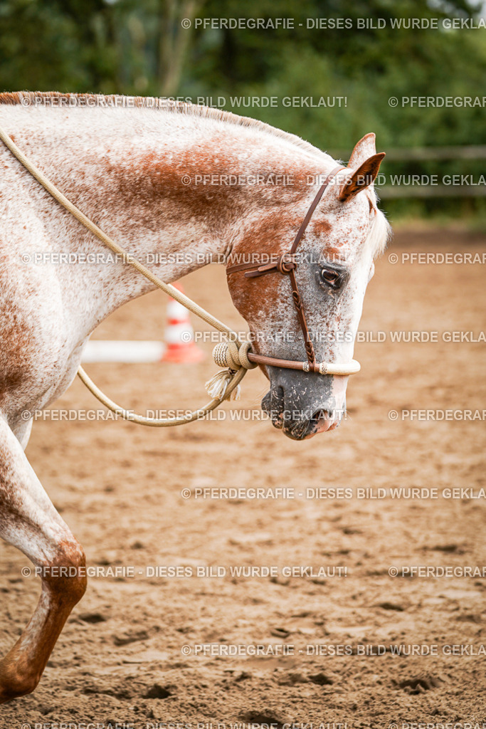 DSC04168 | Pferdegrafie