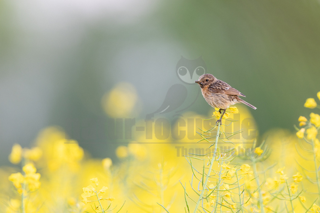 R6M35916_20260507 | Ein weibliches Schwarzkehlchen (Saxicola rubicola) sitzt auf einer leuchtend gelben Rapsblüte. Das Gefieder des Vogels ist überwiegend braun und gestreift, und es hält ein kleines Insekt in seinem Schnabel, was auf Nahrungssuche oder Fütterung hindeutet. Der Hintergrund ist unscharf und zeigt weitere gelbe Rapsblüten sowie einen weichen grünen Himmel. - Realisiert mit Pictrs.com