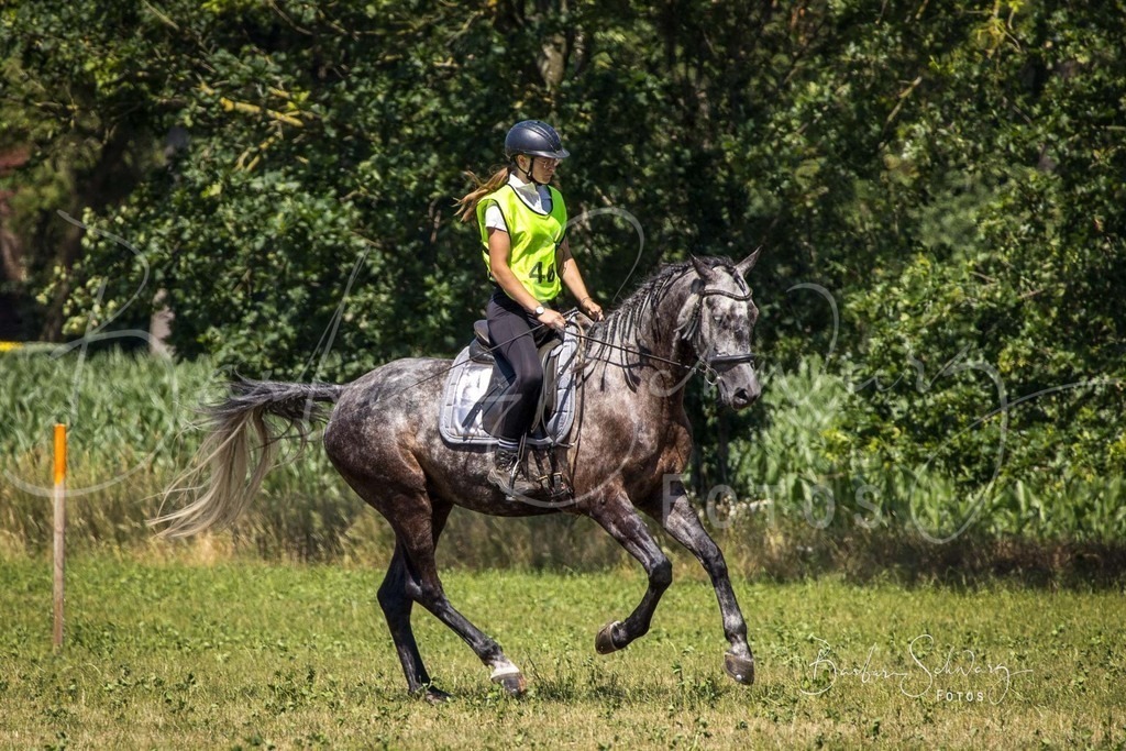 CJP_2026-06-26_75 | Stimmungsvolle Fotografie von Pferden, fotografische Begleitung von Veranstaltungen, Golfturnieren und Distanzritten - Realisiert mit Pictrs.com