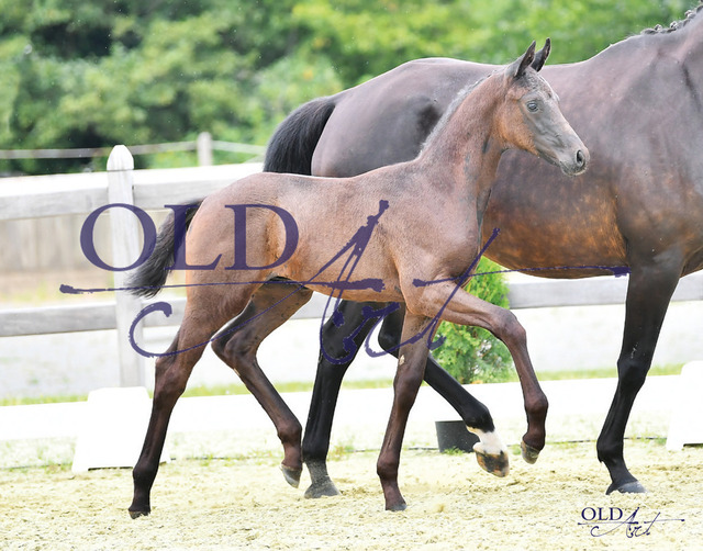 01 Fantastic Diamond DE433330486223 For Romance I - Floriscount - Rohdiamant | <meta name="description" content="★Offizieller Merchandise und Foto-/Videostore des Oldenburger Verbandes.★ ✅Jetzt auch digital Ausdrucke erhältlich." />
<meta name="keywords" content="Merchandise Foto-/Videostore Oldenburger Verband Photographie 