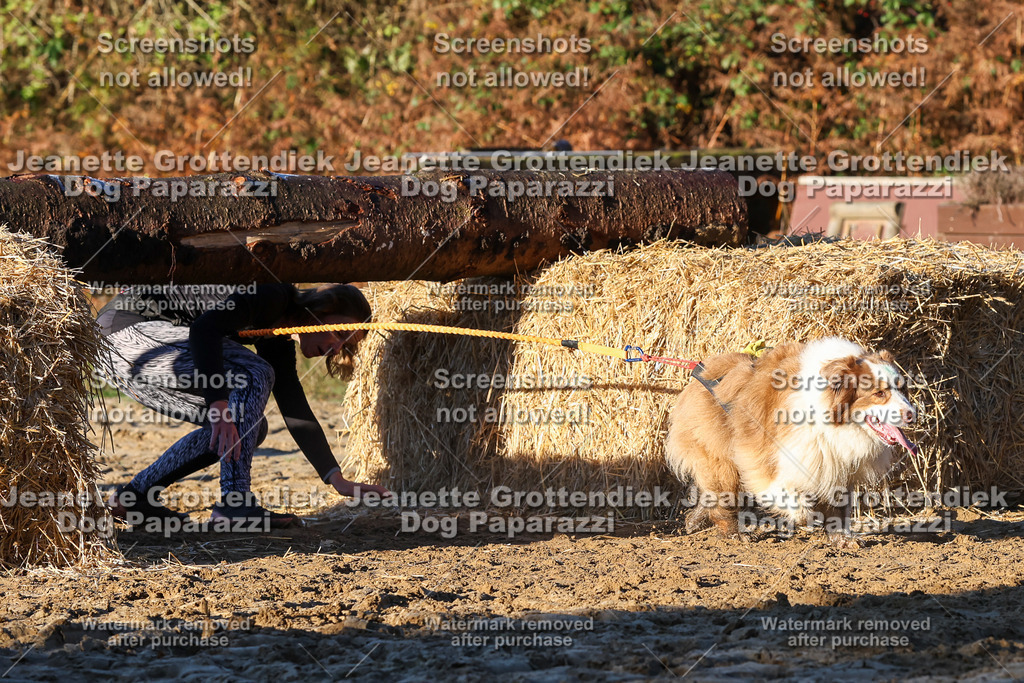 Dog Paparazzi - Strongdog 10-25-1026 | Dog Paparazzi Jeanette Grottendiek Fotografie & Videografie - Realisiert mit Pictrs.com