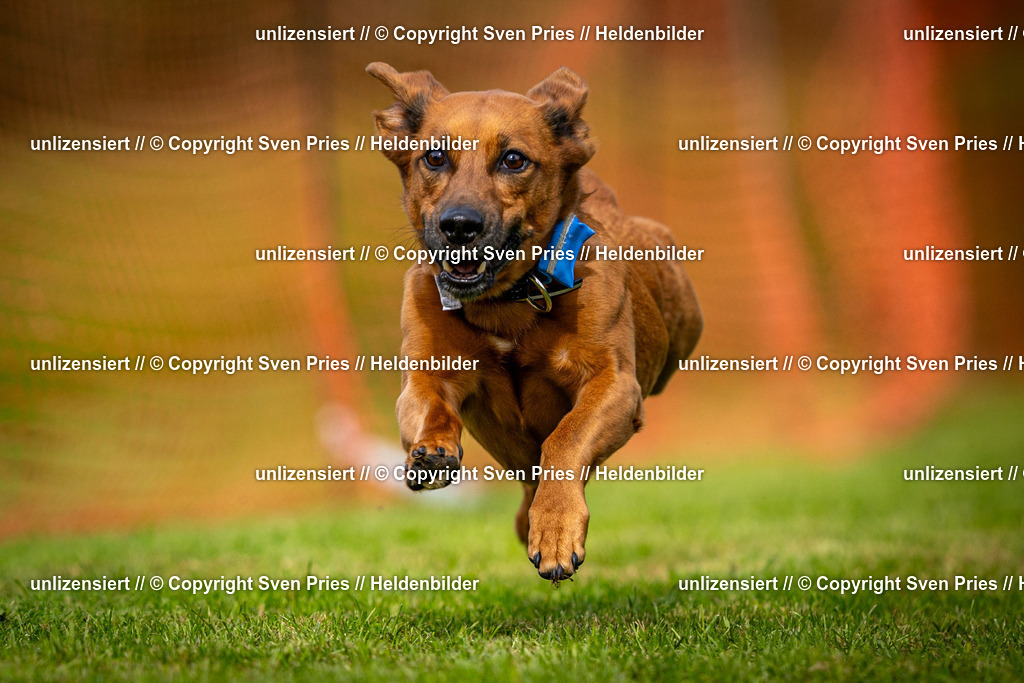 Sven Pries | 2024-09-22 - Hunderennen Baden-BadenPudelverein - Realisiert mit Pictrs.com