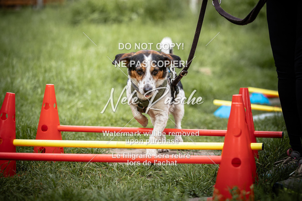 nelerasche_So-earlydog_05 | nelerasche