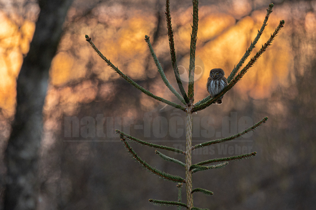 R6NF8928_20260327 | Der Bildershop von www.natur-focus.de bietet ihnen den einfachen Kauf von Bildmaterial per Download aus allen Bereichen der Natur. In den Galerien finden sie Landschaftsfotos, Tierbilder und natürlich auf Pflanzenfotos. - Realisiert mit Pictrs.com