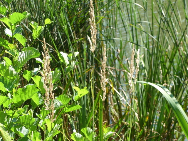 Sand-Reitgras | Verkauf von Fotos und  Videoclips zumThema Natur.Motive sind Pflanzen, Tiere, Landschaftenund Wetter - Realisiert mit Pictrs.com