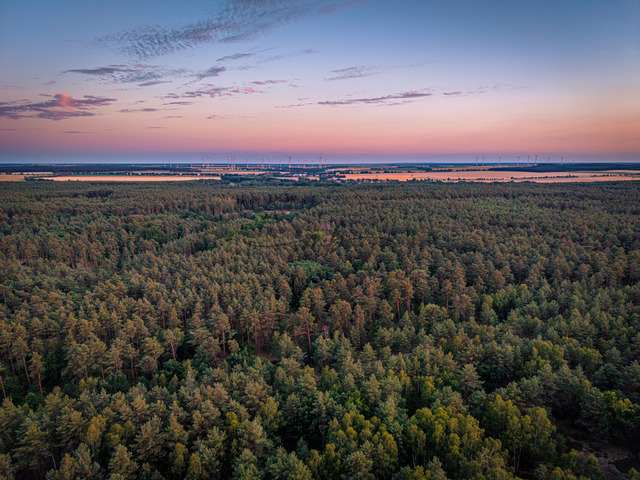 2026-07-10_21-29-17_000 | Weitwinkelansicht über einen Wald bei Sonnenaufgang mit klarem Himmel, Teltow-Fläming, Brandenburg, Deutschland - Realisiert mit Pictrs.com