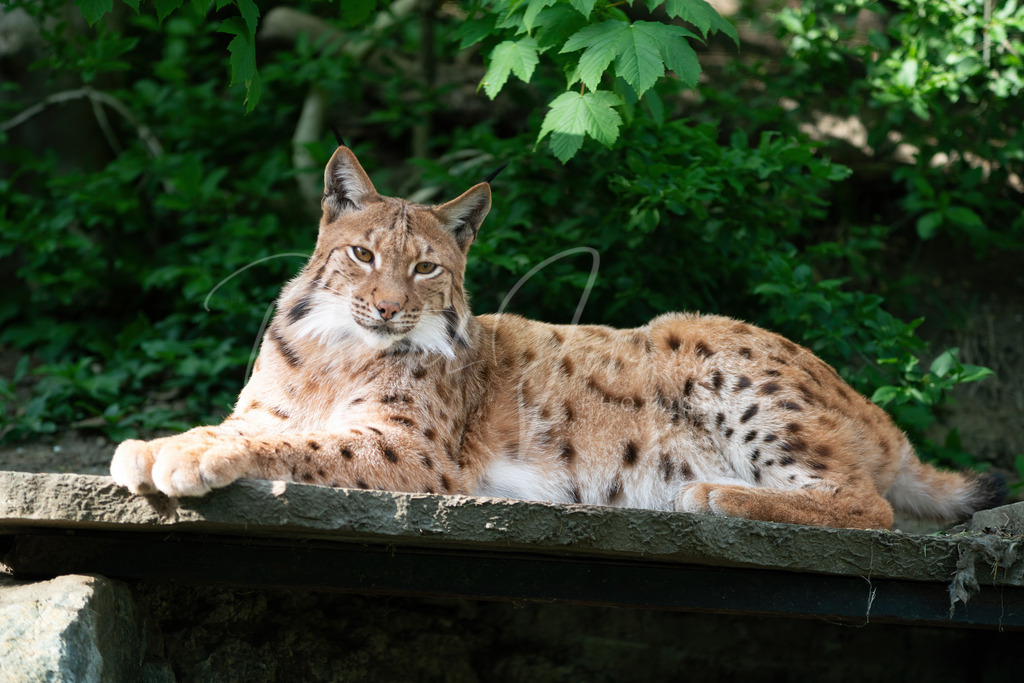 Luchs | Luchs im Innsbrucker Alpenzoo