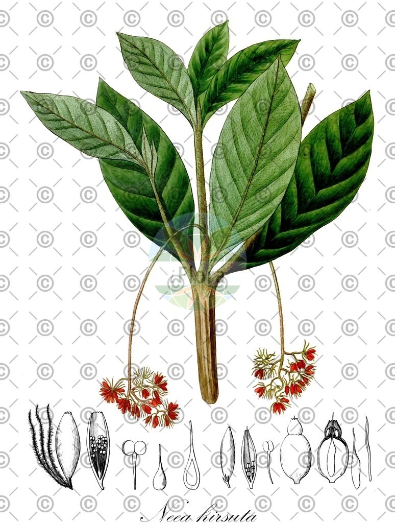 HistAbb_wfo-0001215029_1_ENZY_Simple | Historische Abbildung von Neea hirsuta - Nyctaginaceae | Historical Illustration of Neea hirsuta - Nyctaginaceae