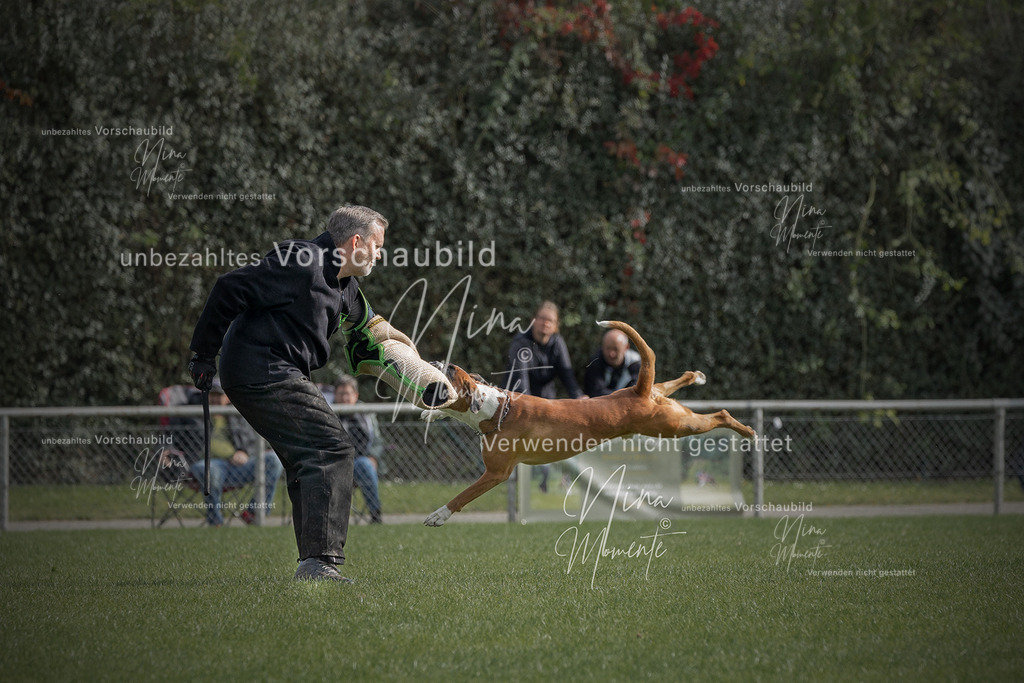 _16A5391-1 | Einzigartige Fotos von Hunden & Menschen –Actionfotos, Portraits, Vereinsaufnahmen & Paarshootings – authentisch, lebendig & mit Herz.