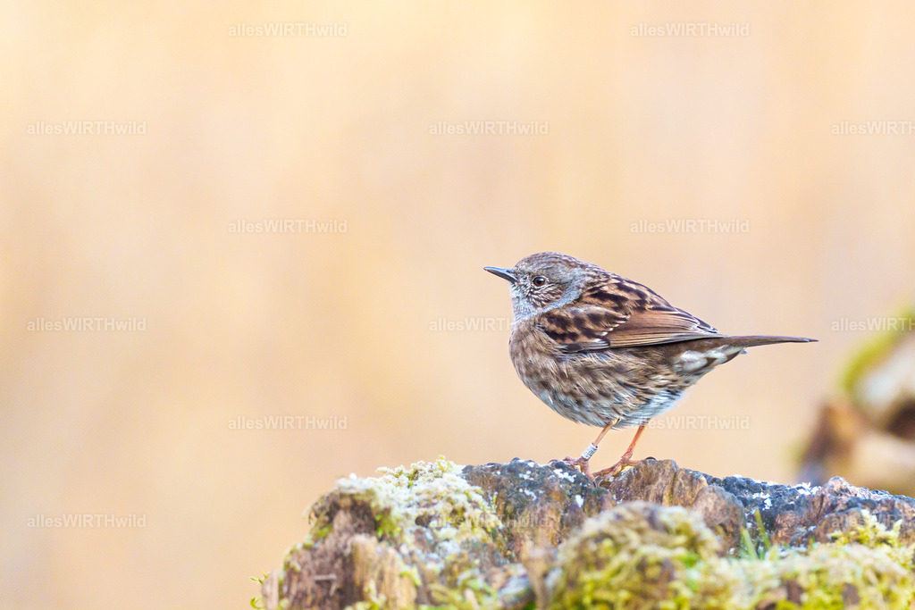 Daniel Wirth - www.allesWIRTHwild.de -7IV02195 | Entdecke die faszinierende Welt der Natur- und Wildlife-Fotografie von Daniel und Bärbel. Inspirierende Bilder von wilden Tieren und kleinen Naturwundern.