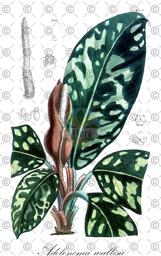 HistAbb_wfo-0001345679_3_ENZY_Simple | Historische Abbildung von Adelonema wallisii - Araceae | Historical Illustration of Adelonema wallisii - Araceae