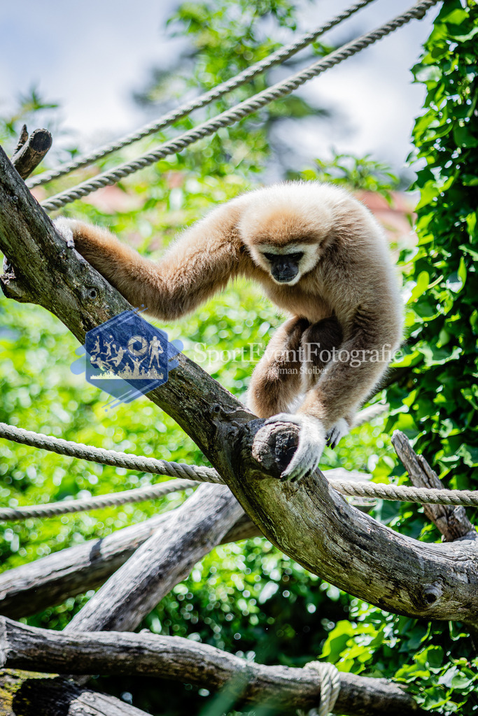 IMG_6724 | SportEventFotografie - Roman Stoiber