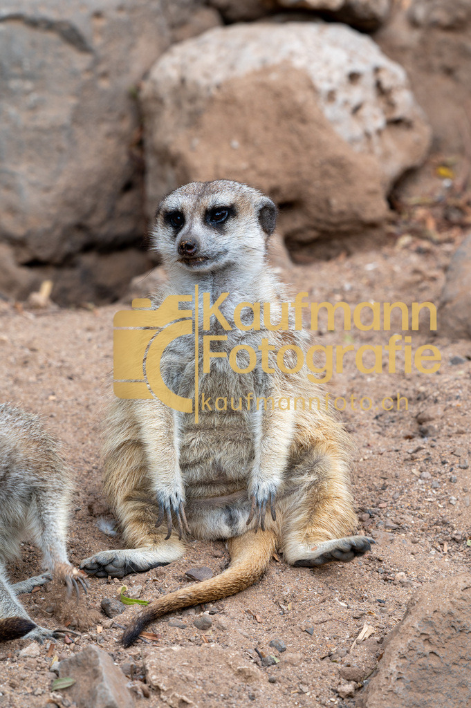 Jungle_Park_def-4179 | kaufmannfoto - Realisiert mit Pictrs.com