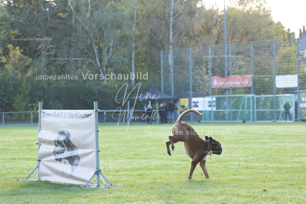 _16A6235 | Einzigartige Fotos von Hunden & Menschen –Actionfotos, Portraits, Vereinsaufnahmen & Paarshootings – authentisch, lebendig & mit Herz.