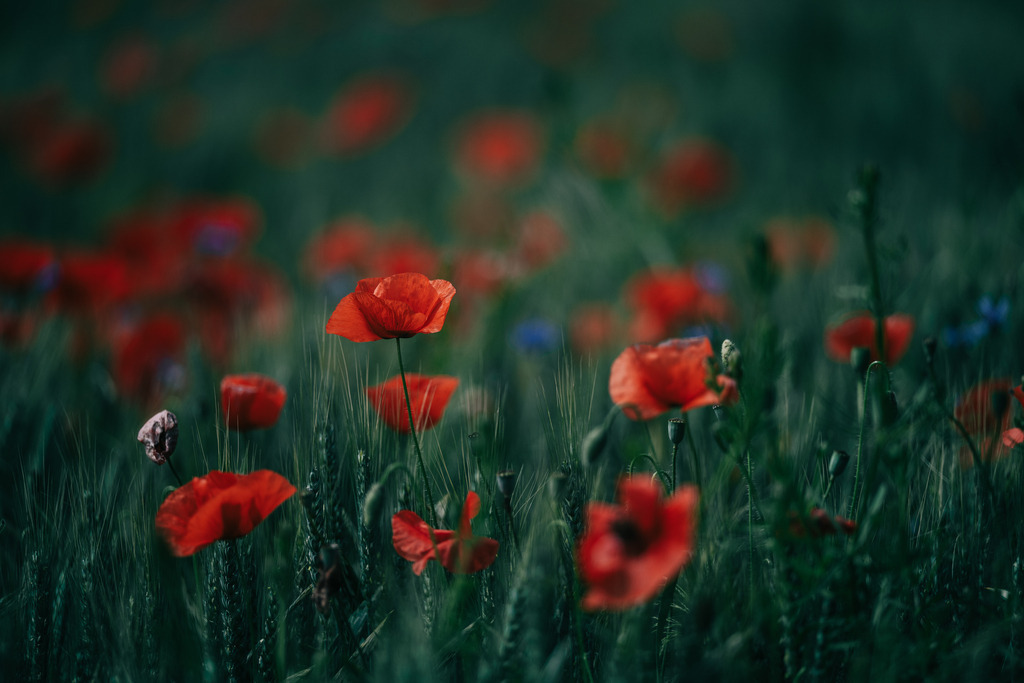 Mohn | Simone Sonderegger Photography