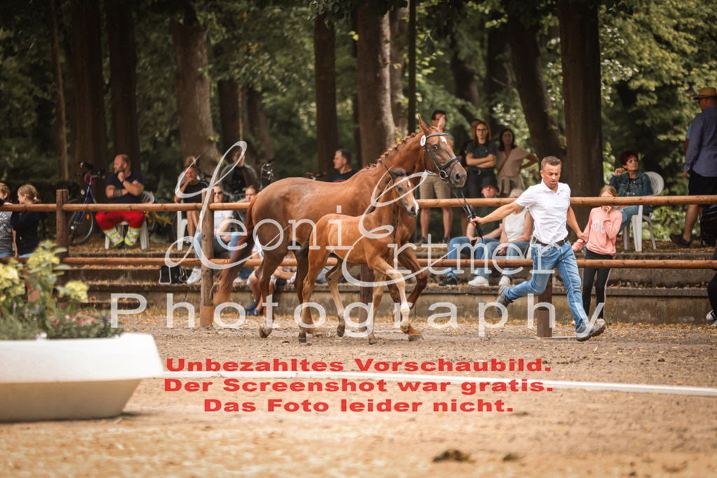 SaFohlen00097 | Leoni Ertmer Photography - Realisiert mit Pictrs.com