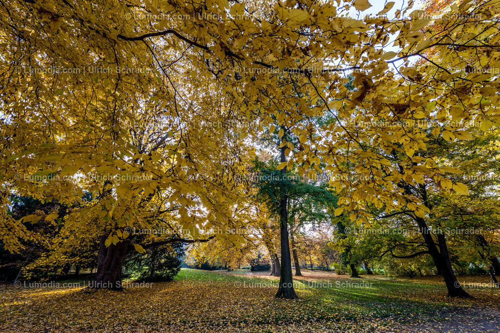 10049-4607 - Schloßpark Ballenstedt | Stockfoto und Bilderpool mit Bildmaterial aus Deutschland, dem Harz, Halberstadt, Quedlinburg, Wernigerode und weltweit. Qualitativ hochwertige und professionelle Fotos anschauen und kaufen. - Realisiert mit Pictrs.com