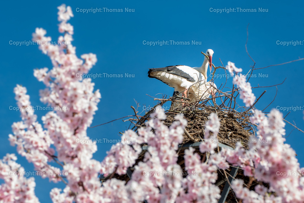 Storch_Nestbau-Storchenpaar-Fruehling_Bensheim-Fotografie-Thomas-Neu_2 | Bensheim, Der Frühling ist da und die Störche sind dabei ihre Nester zu bauen oder zu "sanieren" wie hier in Bensheim am Berliner Ring, ,Bild: Thomas Neu